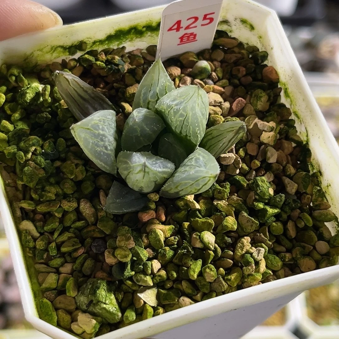 425冰淇淋寿一物一图