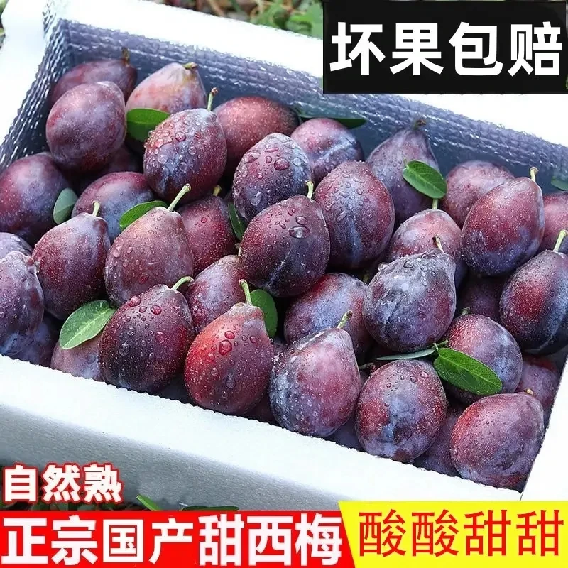 【顺丰包邮】正宗新疆喀什西梅新鲜水果当季爆甜大西梅鲜果李子
