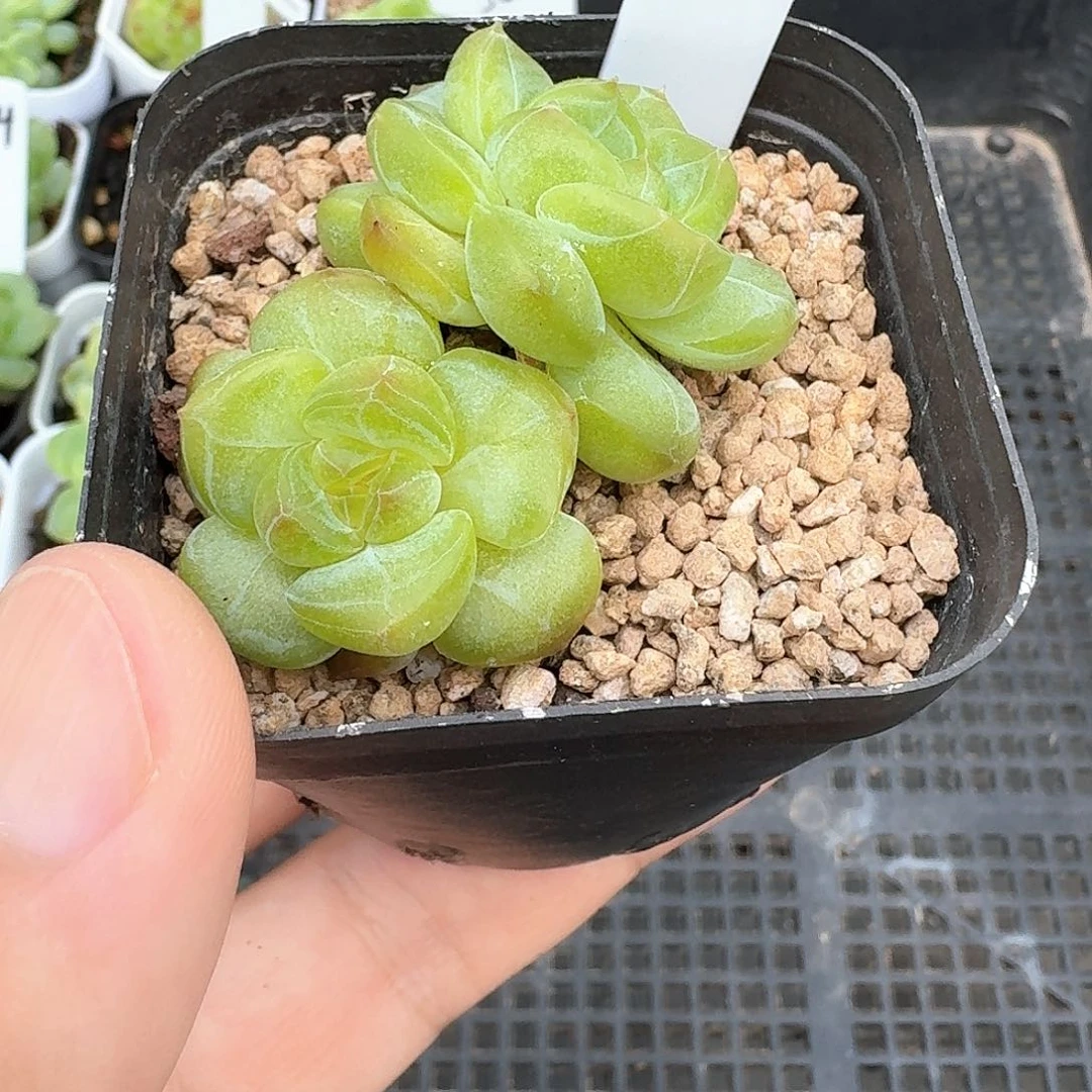 121号双头琴心多肉