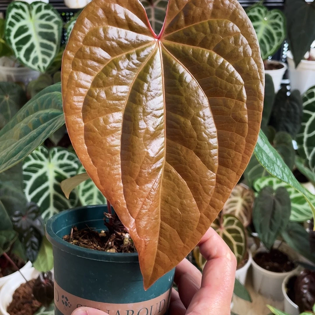 完全开放bvep杂奢华