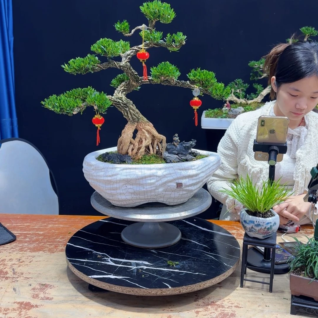 黄杨室内室外盆景艺术