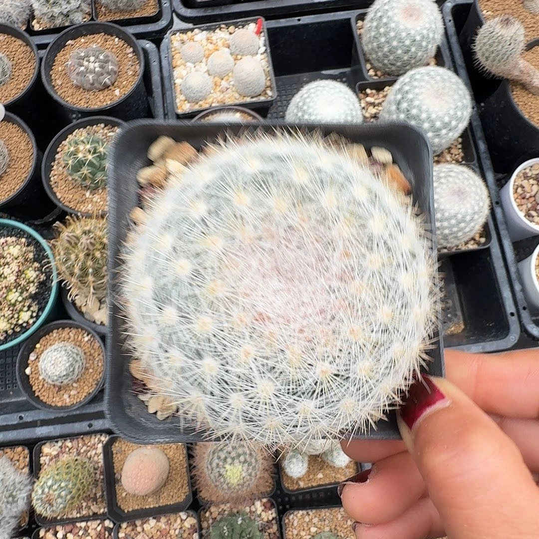实生映月脱土发货