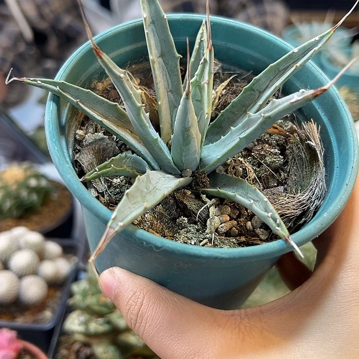 实生内华达曲刺妖炎10公分