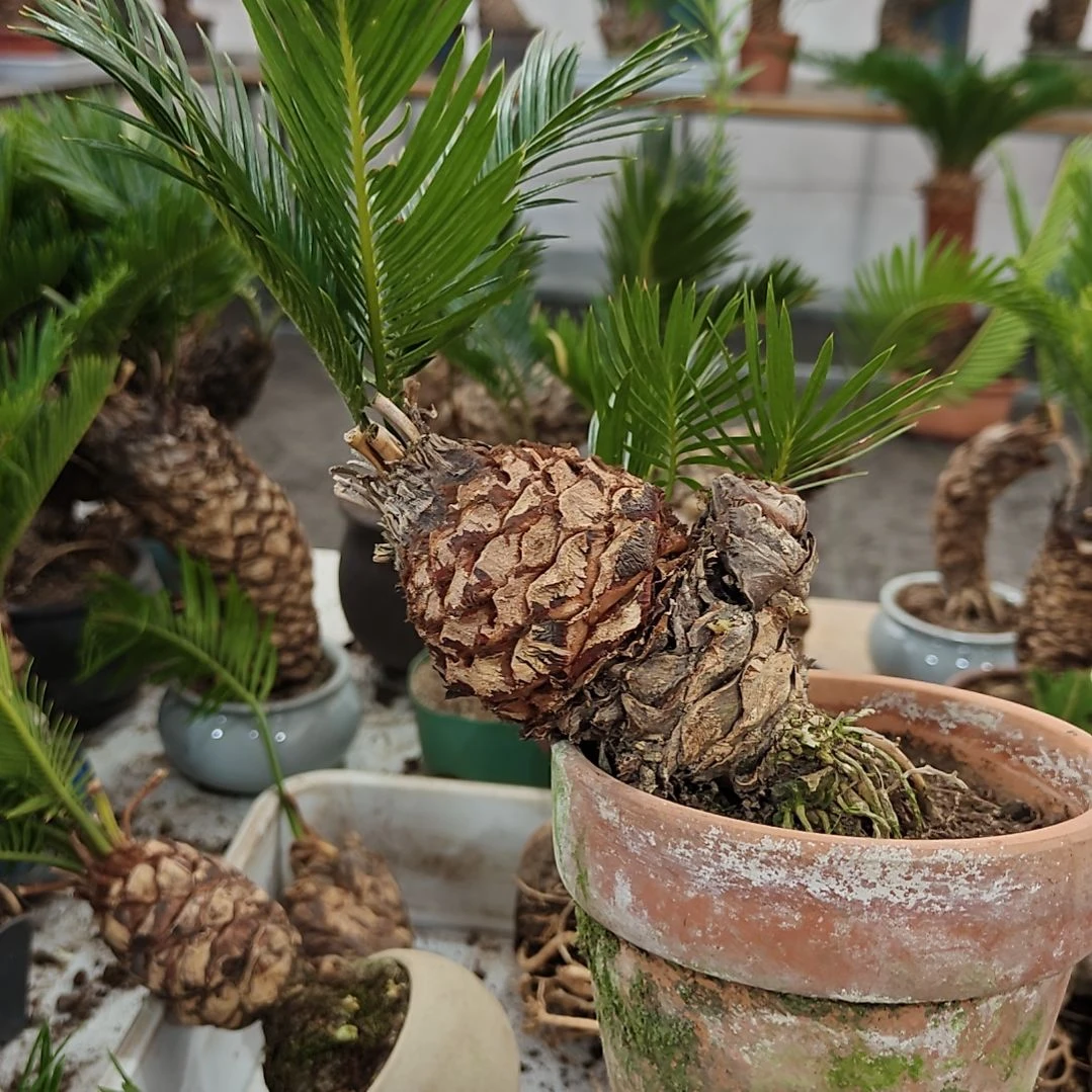 老***季无花朵白鳞铁盆景基地价