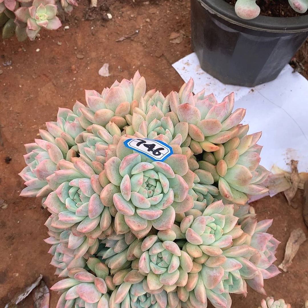 746霜花一物一拍多肉