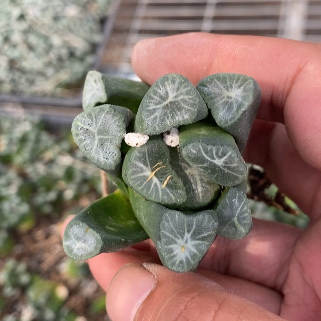 雾***ゞ140 一颗福利。