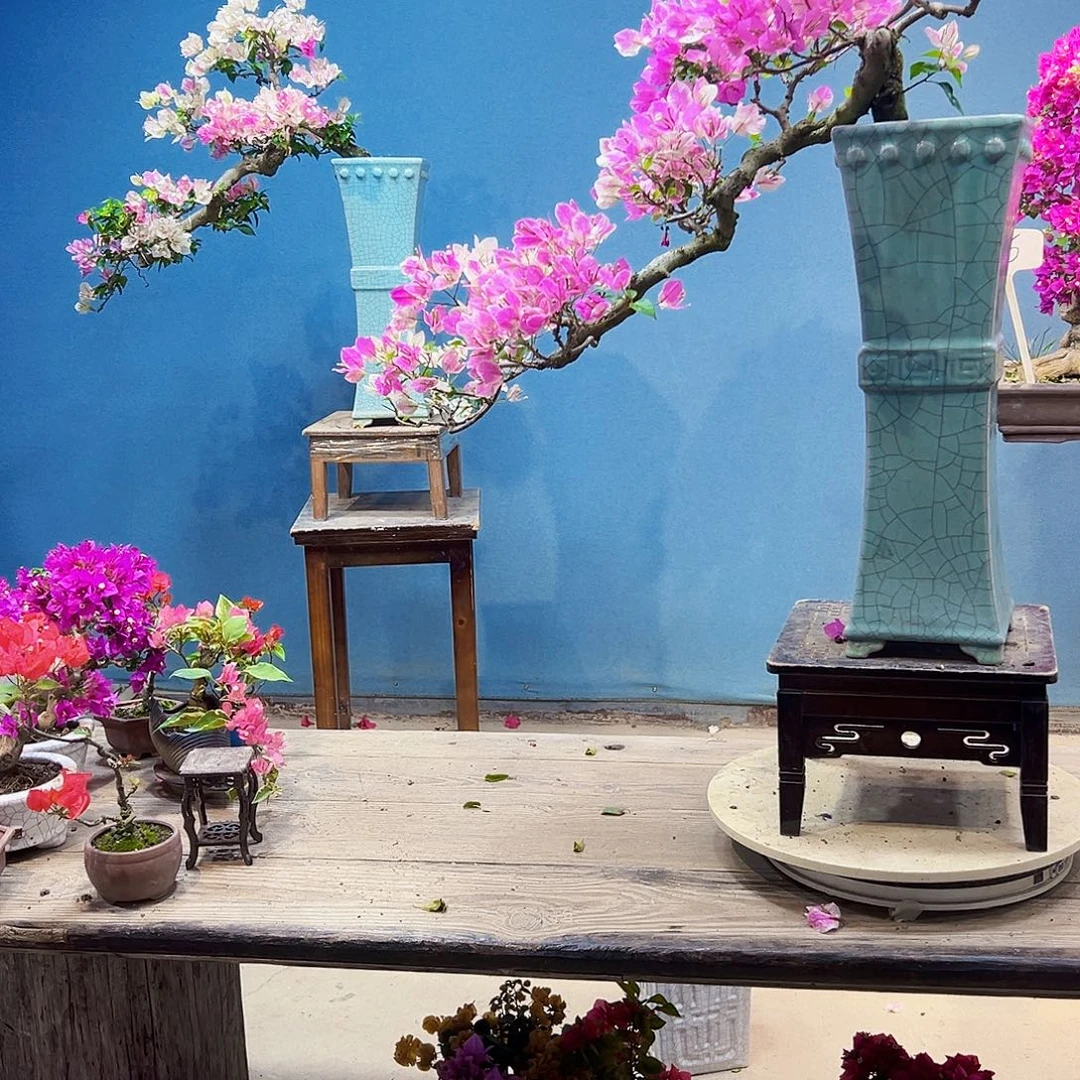 麋***路无花朵漳红樱三角梅盆景