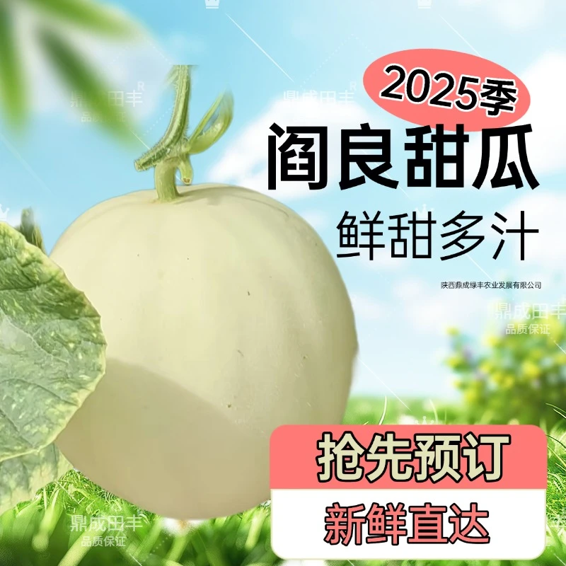 鼎成田丰001新季阎良白皮甜瓜糯香面甜现采现发