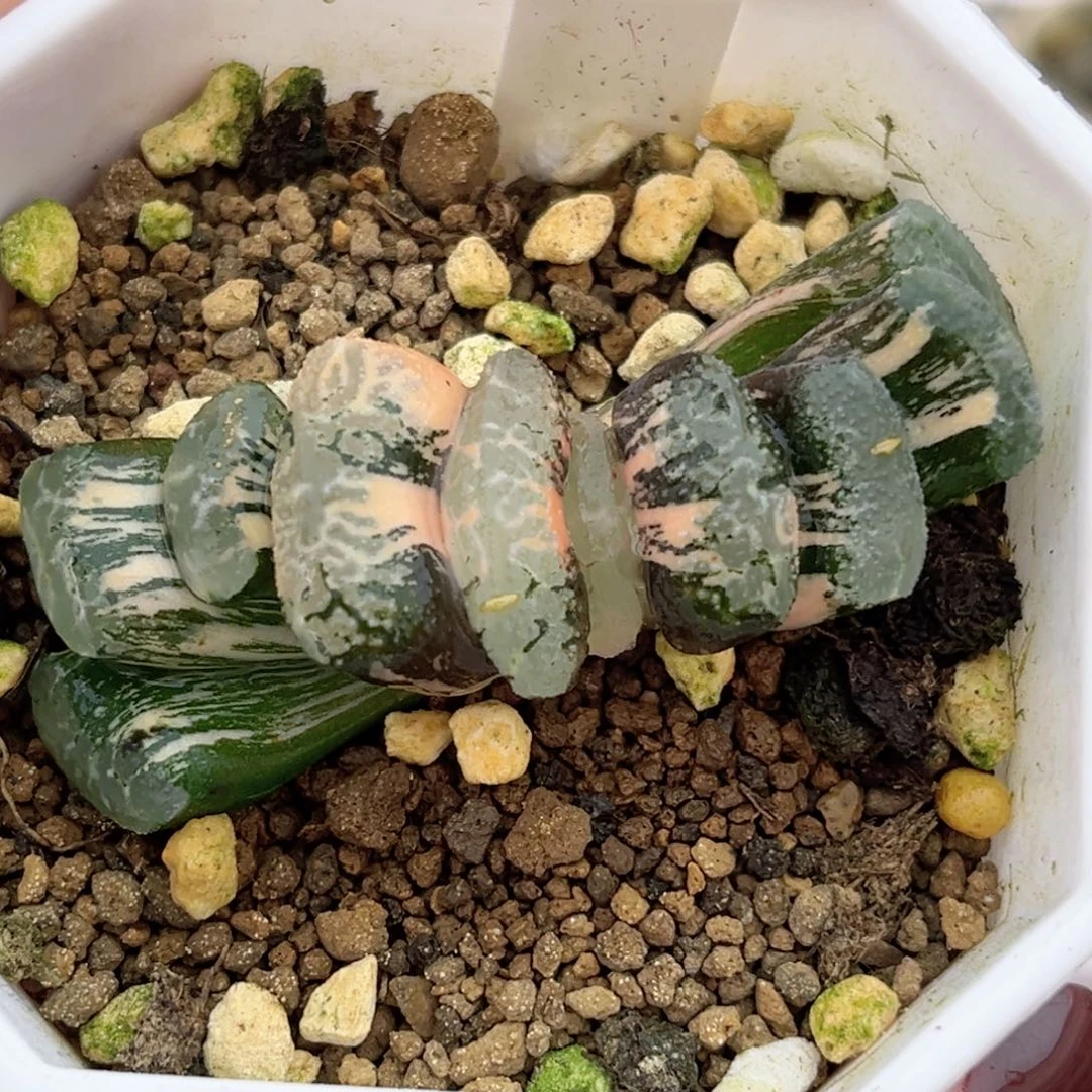 45浮藻玉扇锦福利专场