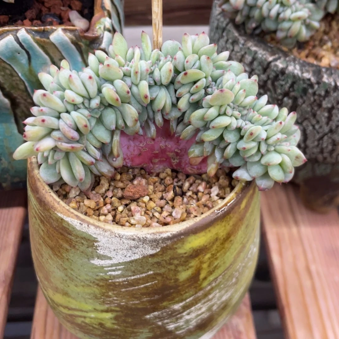 小圆脸星影缀化小树缀