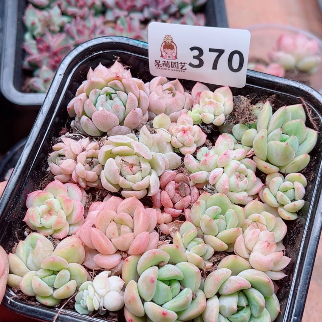 多肉植物多肉植物