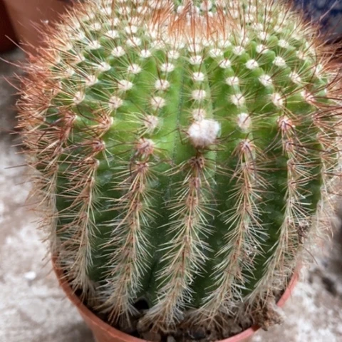 南国玉仙人球8米香入味