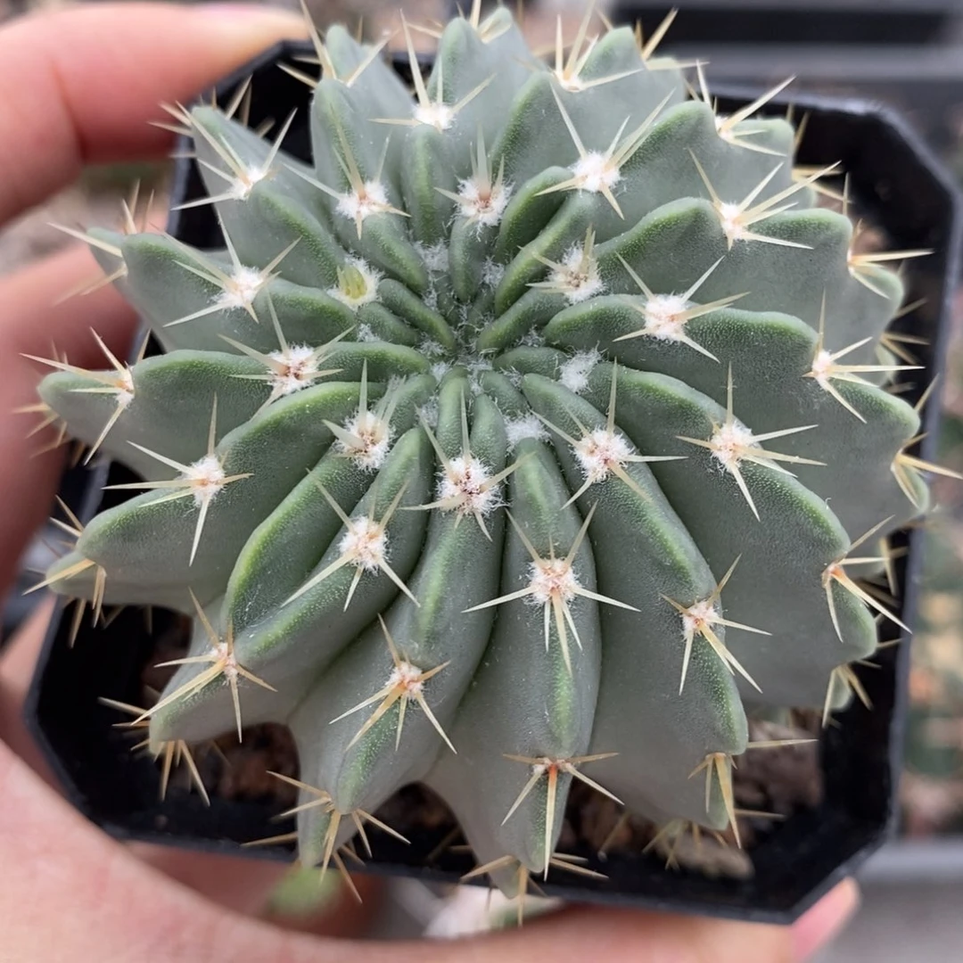 白狮子植播园艺优选