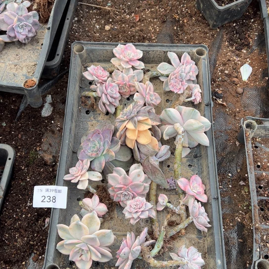 238紫乐锦老桩多肉植物