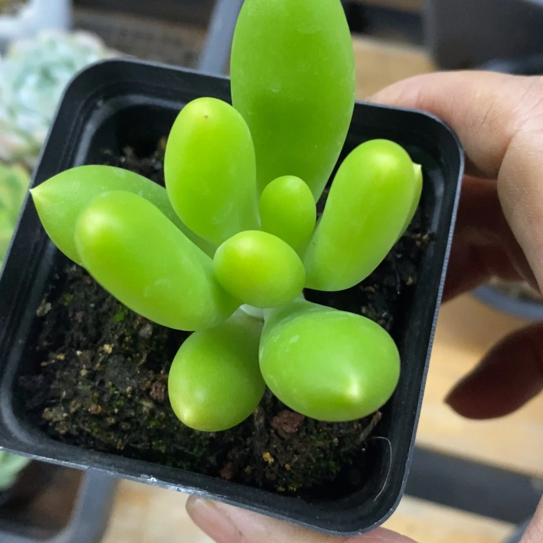 精品多肉一物一拍不包整188