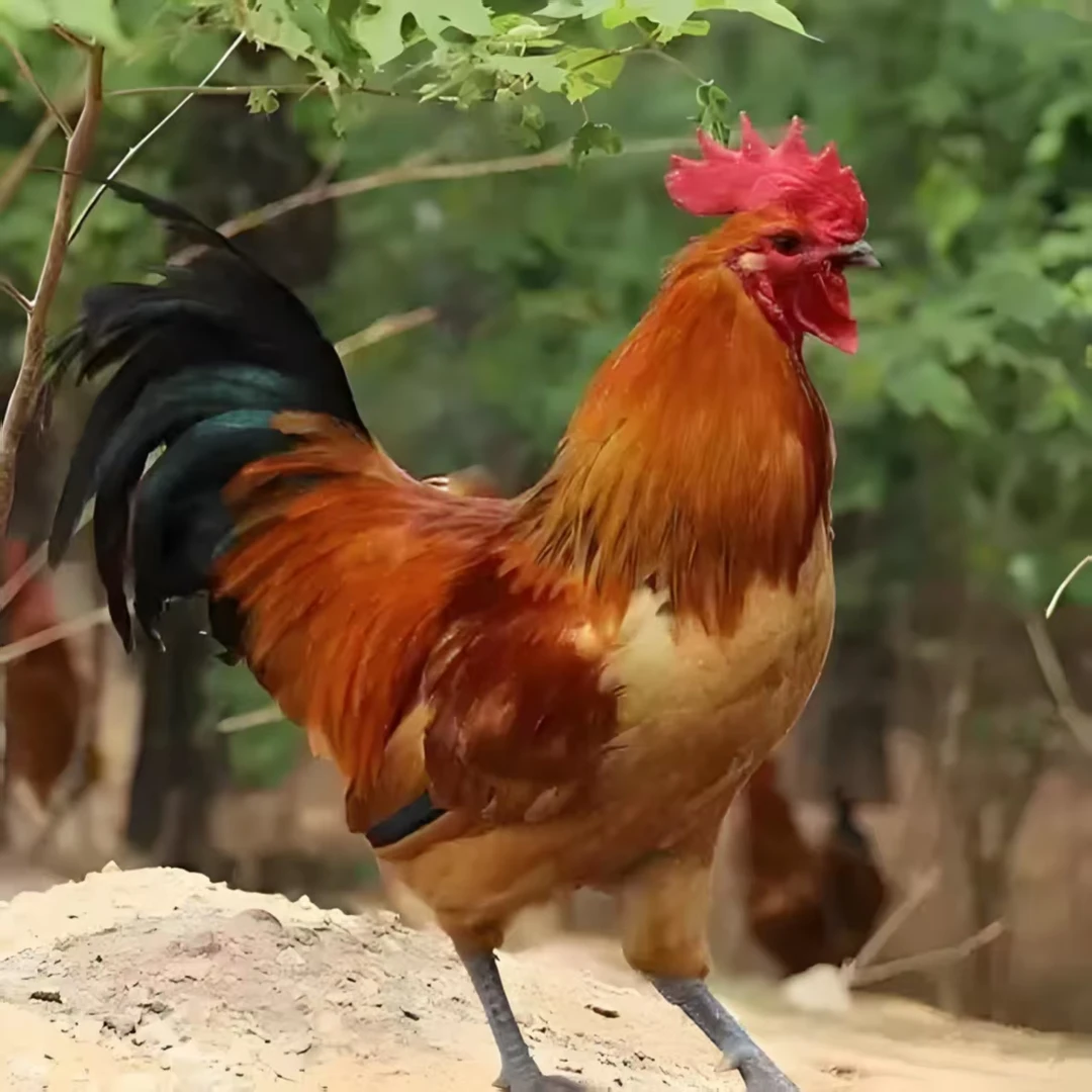 泓飞  红毛公鸡  活物 好养  京东 包邮  2只