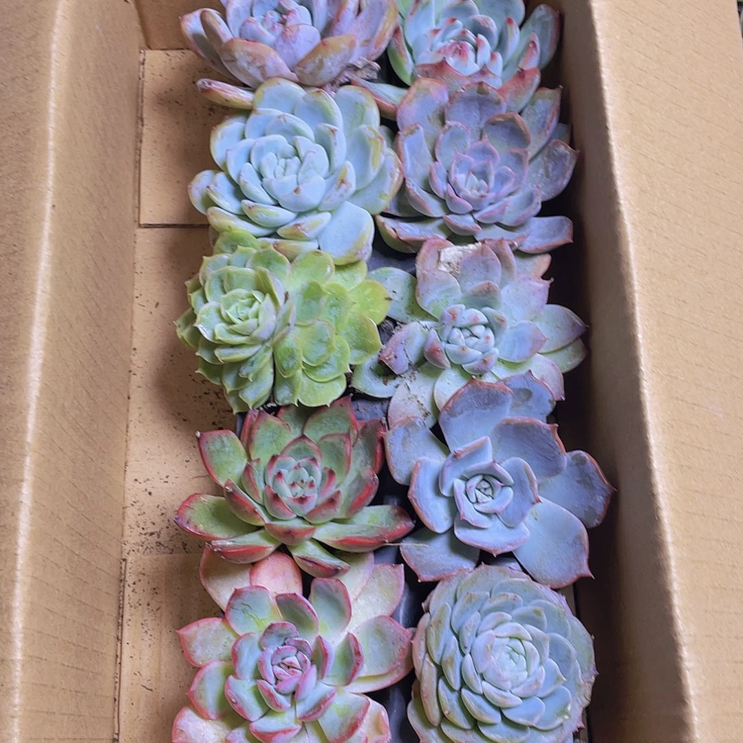 10颗-3号约4-5厘米