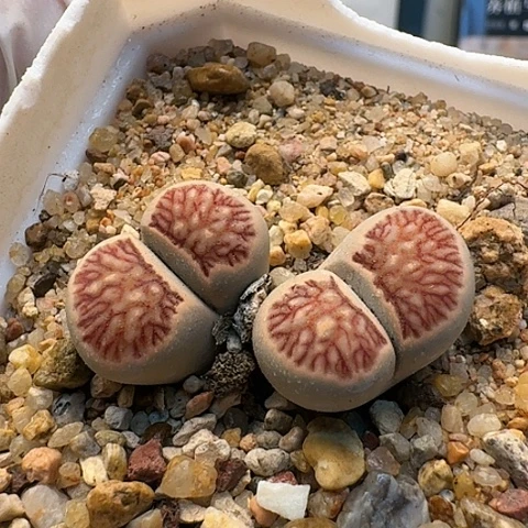 3041菊红窗菊花纹母本双头带