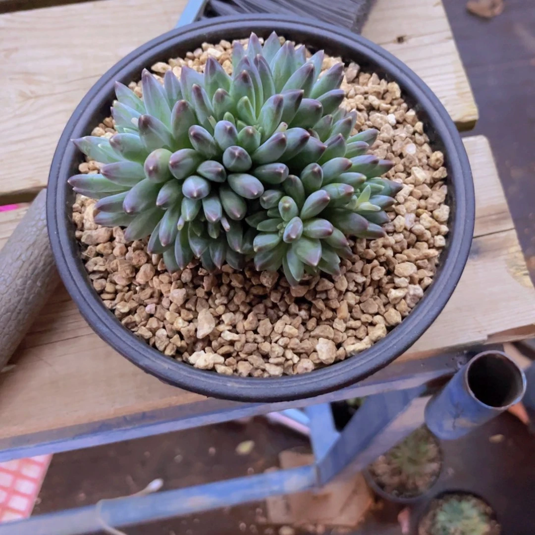 ?美人多肉美美美的