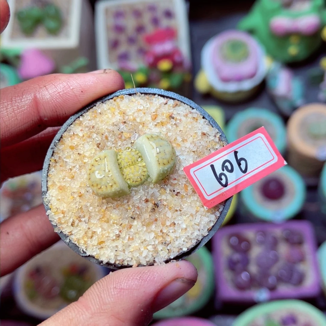 606生石花带盆发