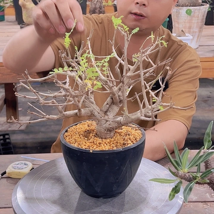 大尼勒达乳香王哈哈哈