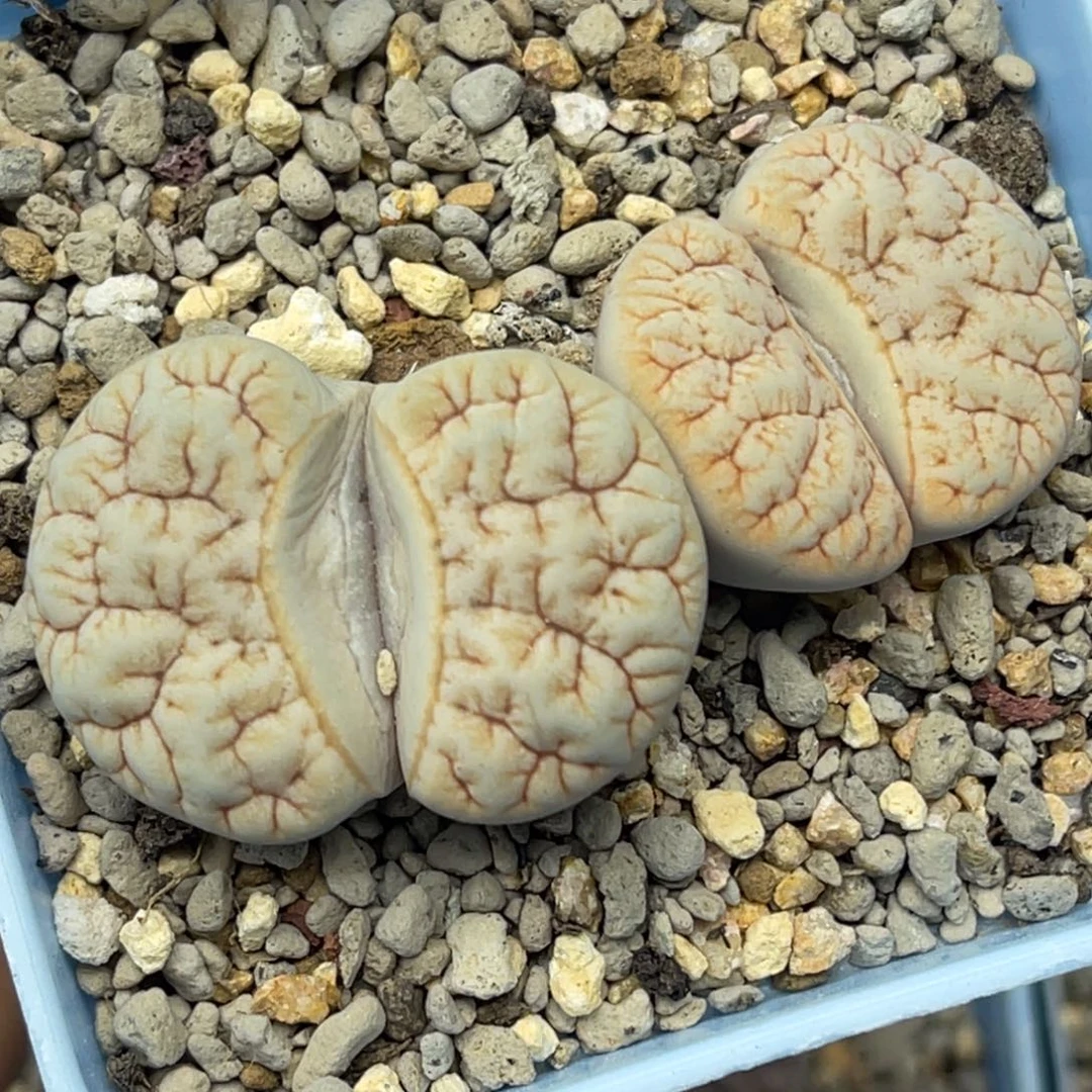4472双头睫毛拿铁189一颗