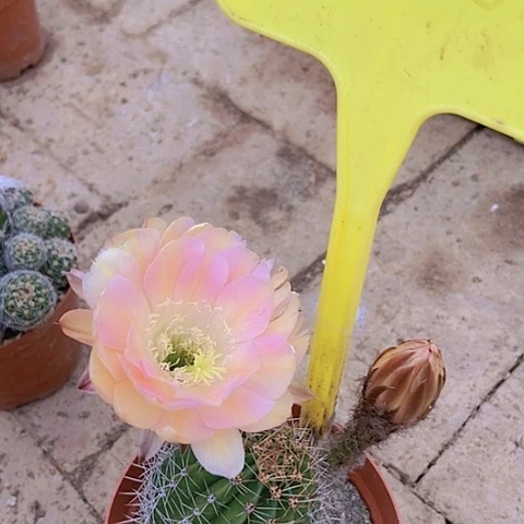S***：仙人掌彩草270摘花脱土发货