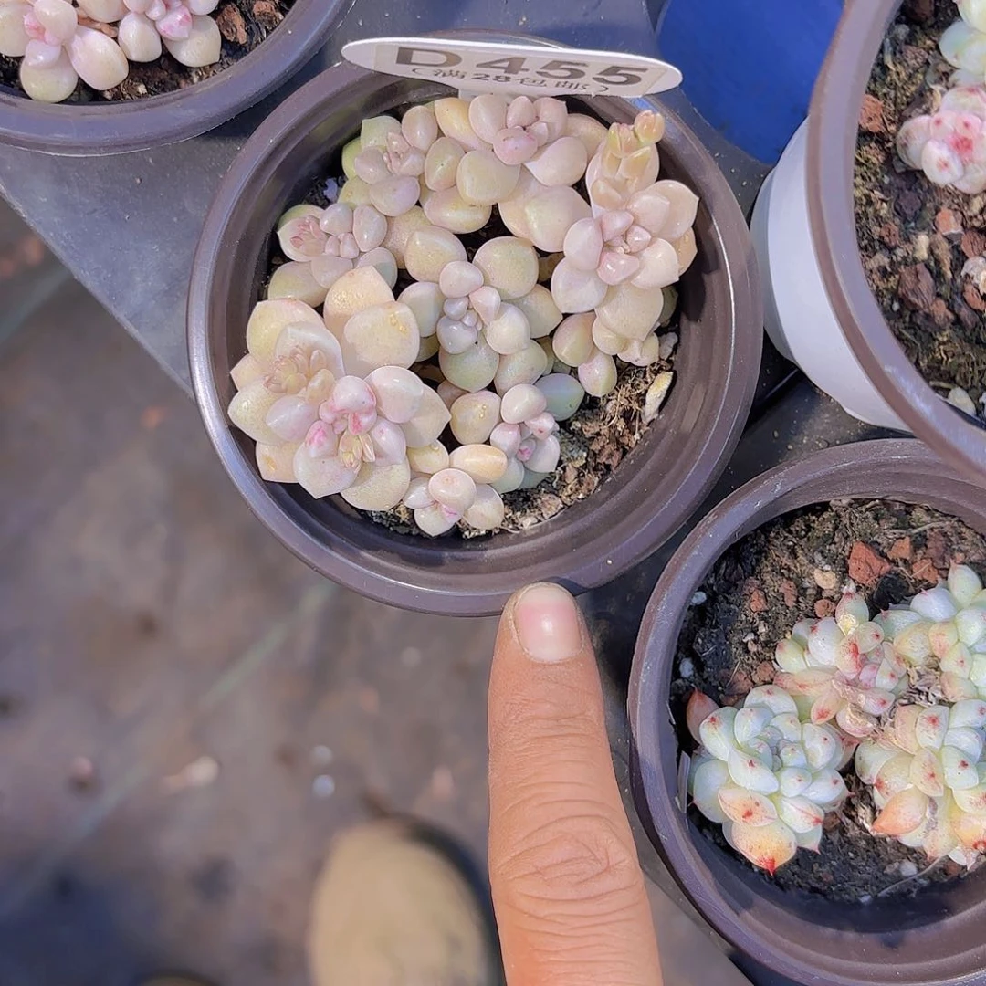 D455丸叶姬秋丽一物一拍