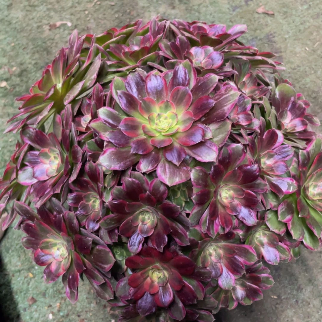 983安娜精品法师老桩