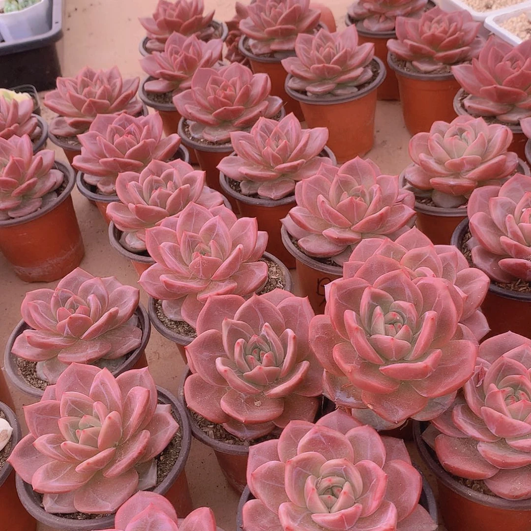 优选香槟3456788990000