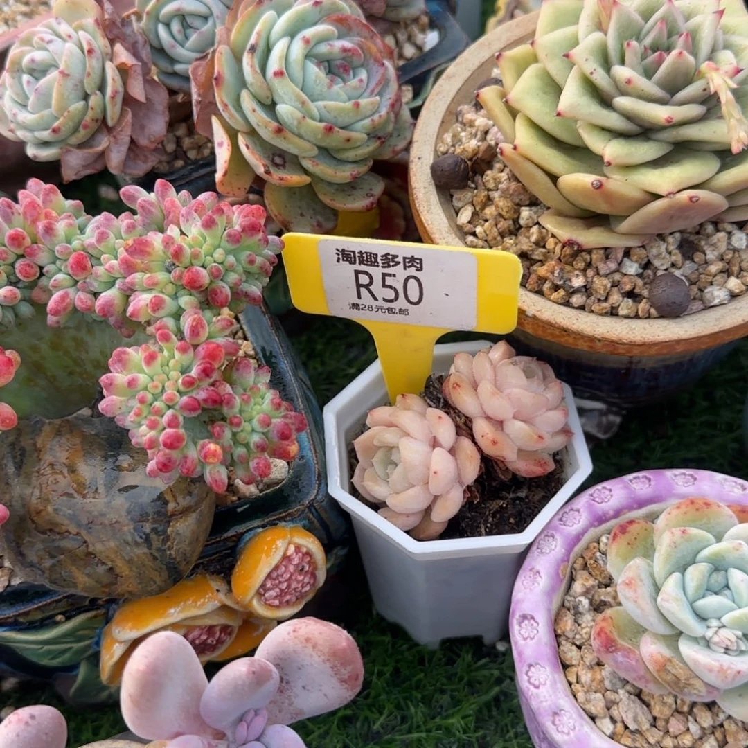 不****～多肉植物不知名弹头双头