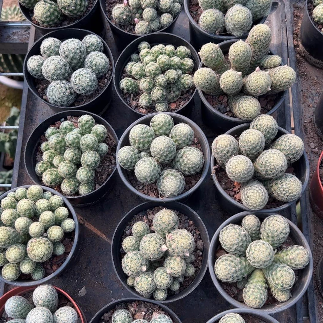 吉赛尔随机一颗。