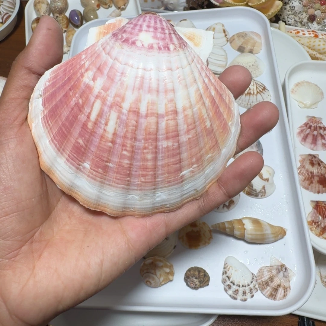 一物一拍粉色大扇贝