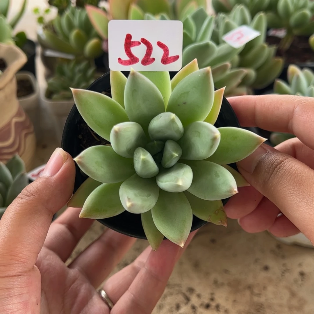 【闪购商品】522。 厚叶草。 111111111