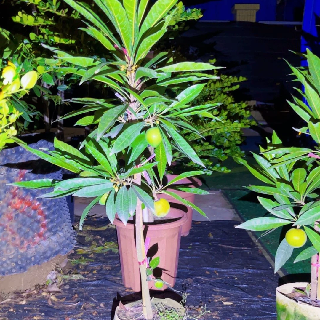 北***珠果苗。果苗。果苗。6666