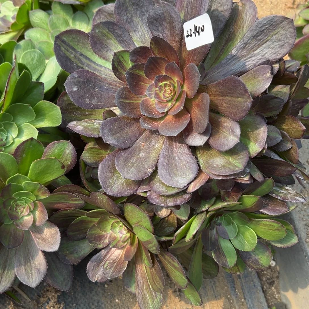 140花月夜多肉植物19.9