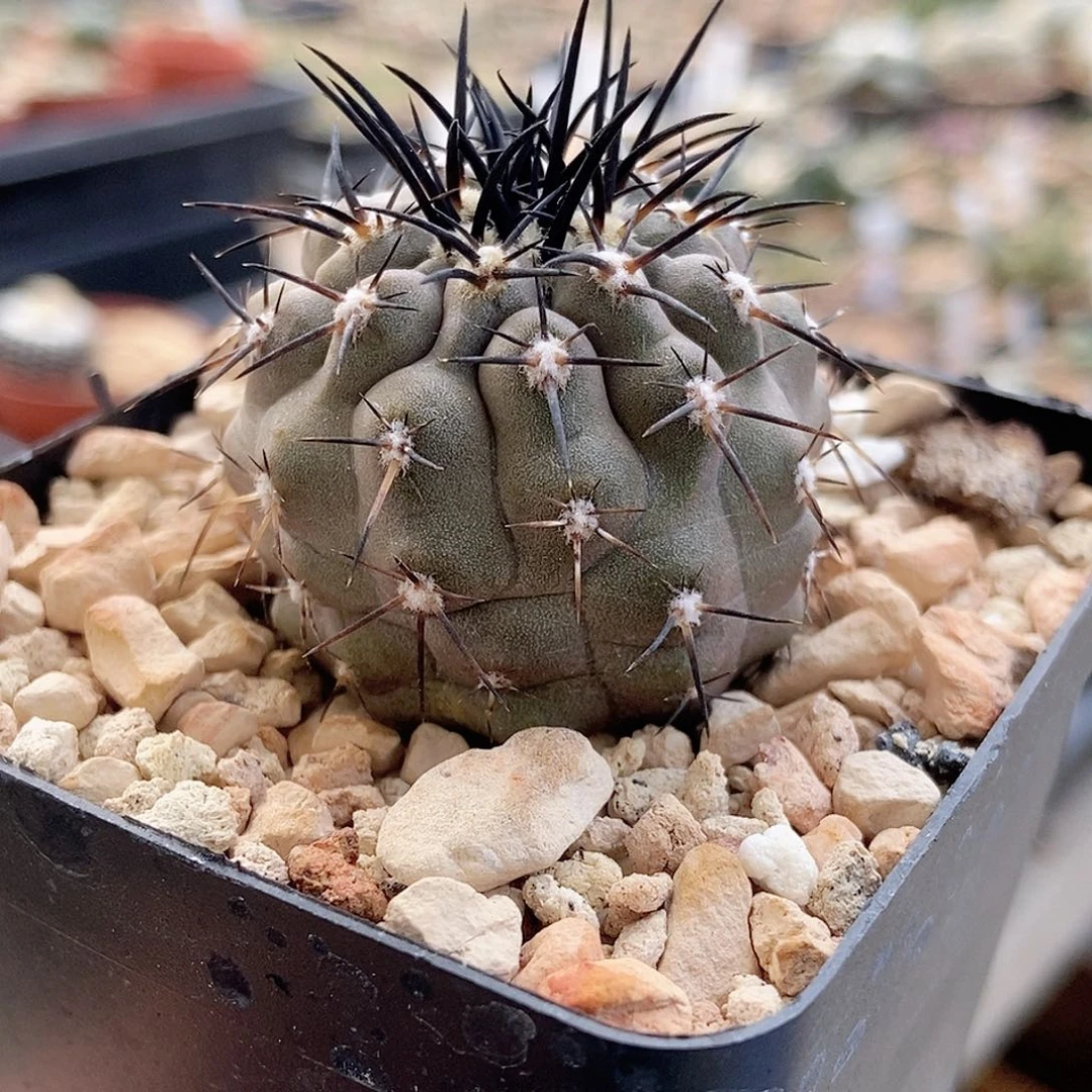 仙人球 帝冠龙 实生3.5cm