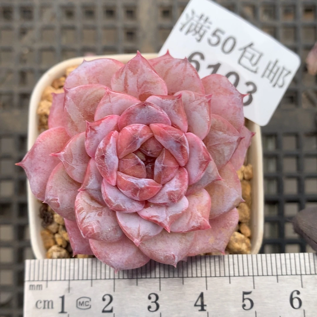 6103。暗纹玫瑰花脸。紫棠。
