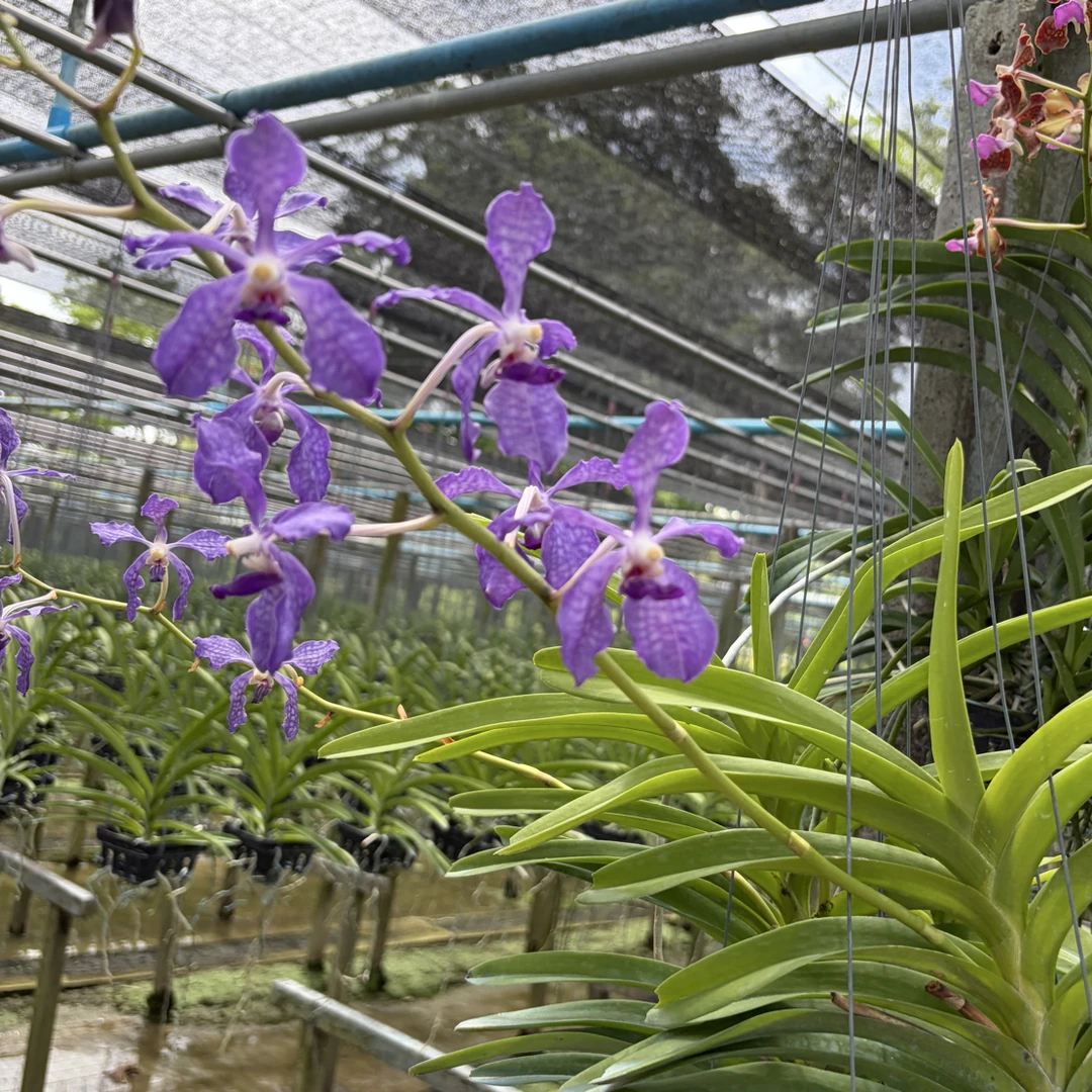 蓝精灵万代兰V. Kultana aroma x Coerulea