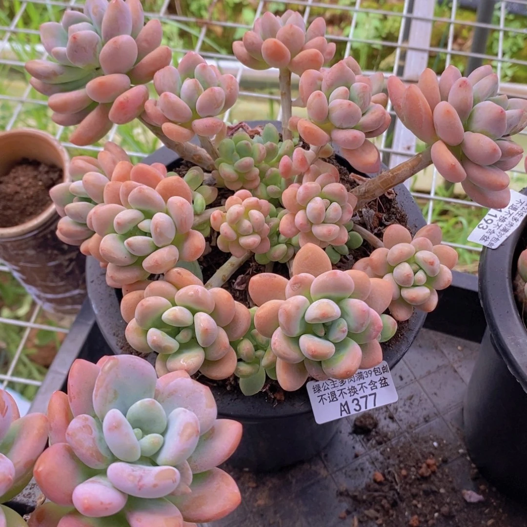 樱花洛神16vm377多肉