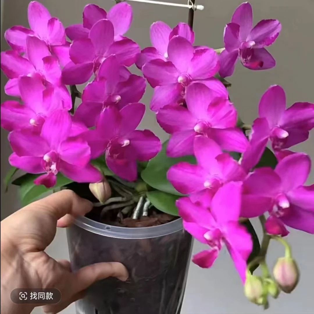 蜡质花 名贵品种 浓香【红水晶】蝴蝶兰 带花剑 2.8寸杯