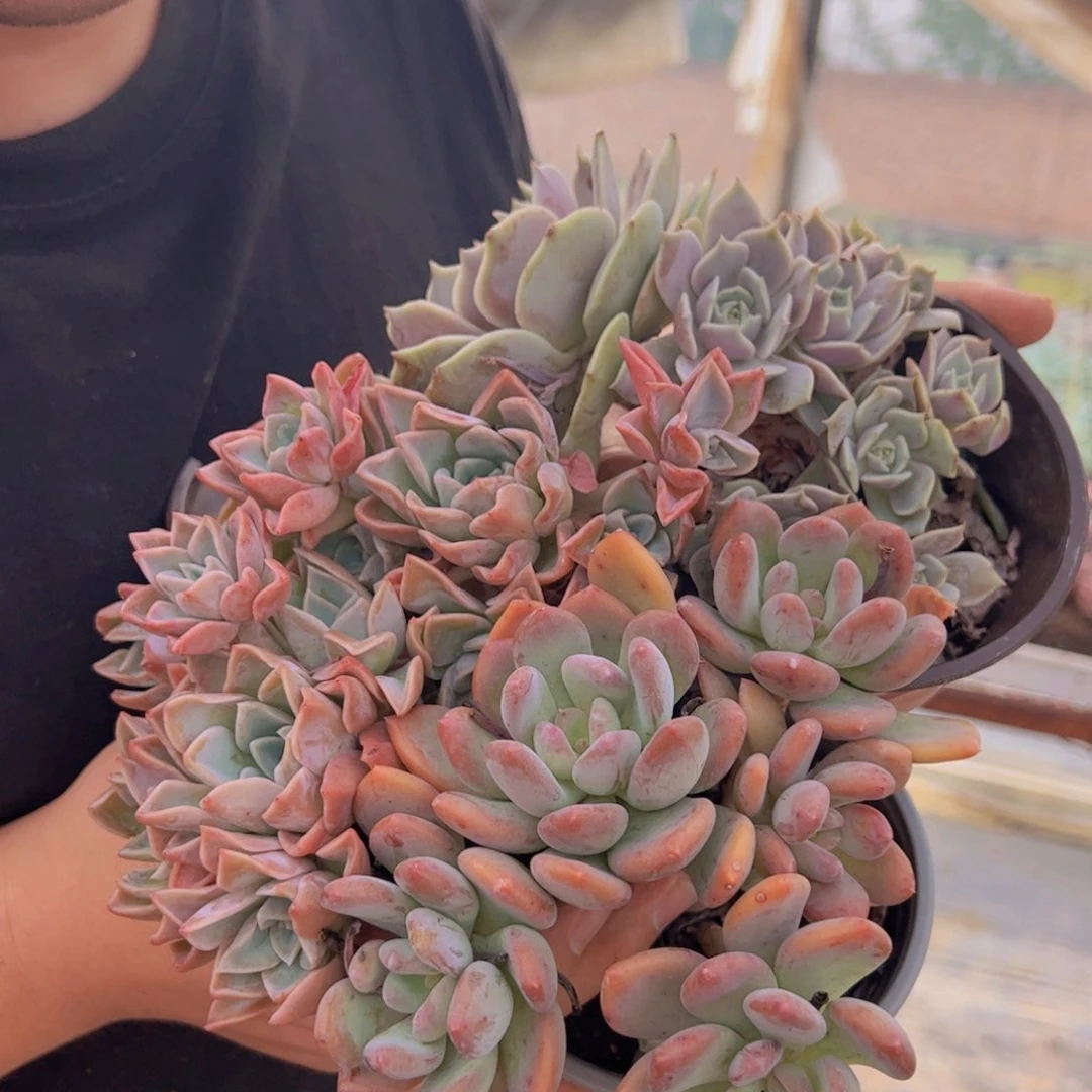 三头灰姑娘，哈利沃森朵朵，露娜莲大单头带仔各一