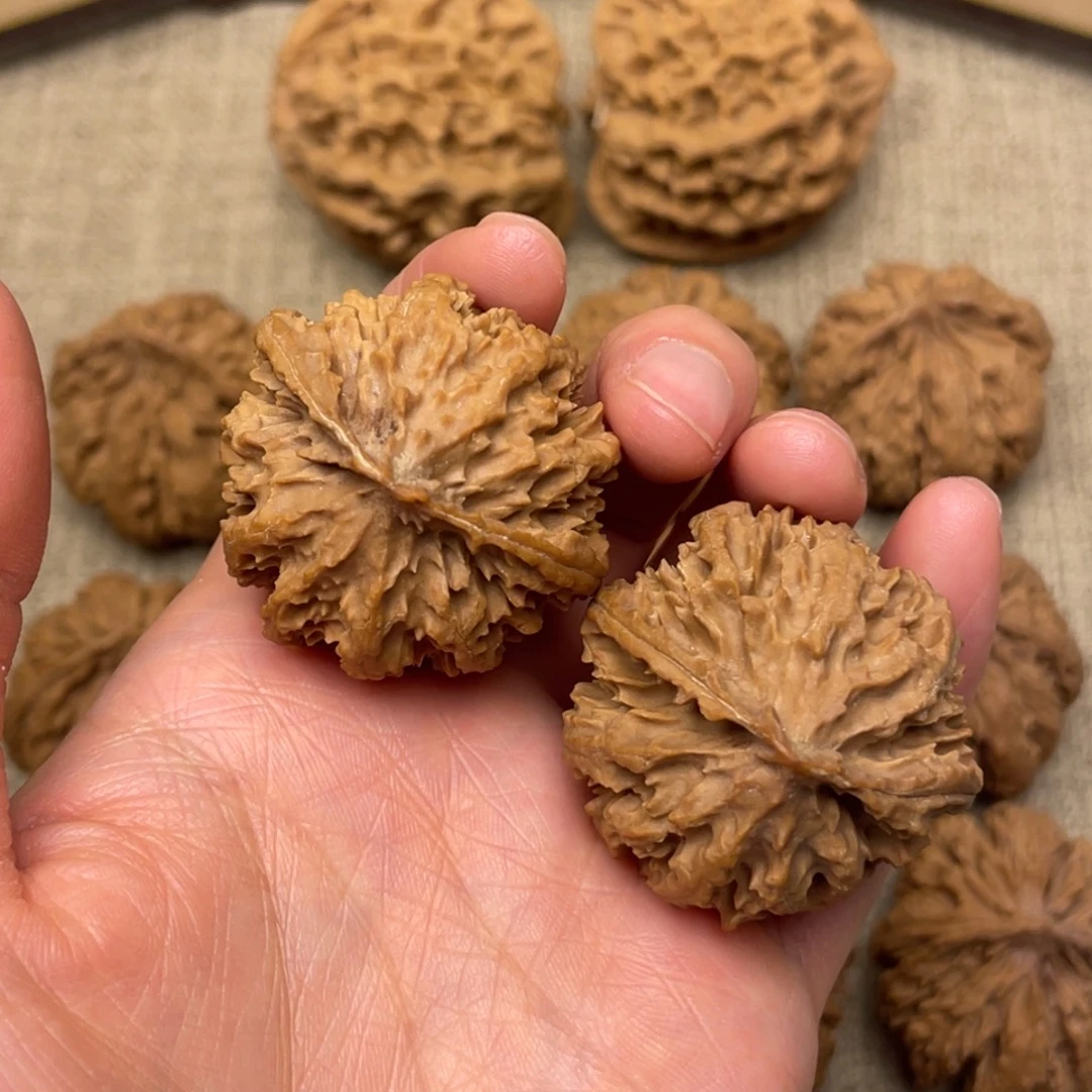 核桃秦岭核桃23号