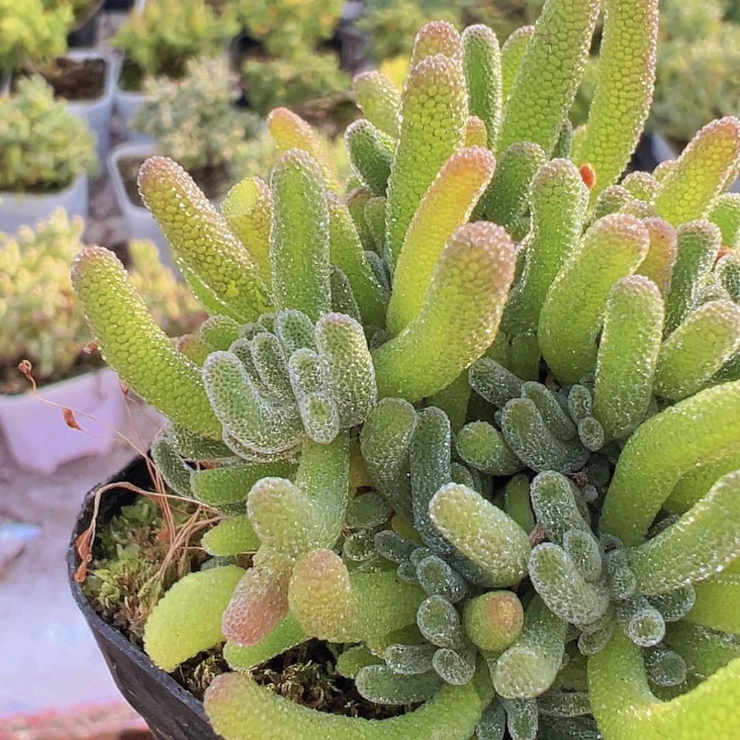 荧光兔枝干19包油