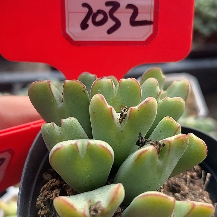 这种天气出门穿2032