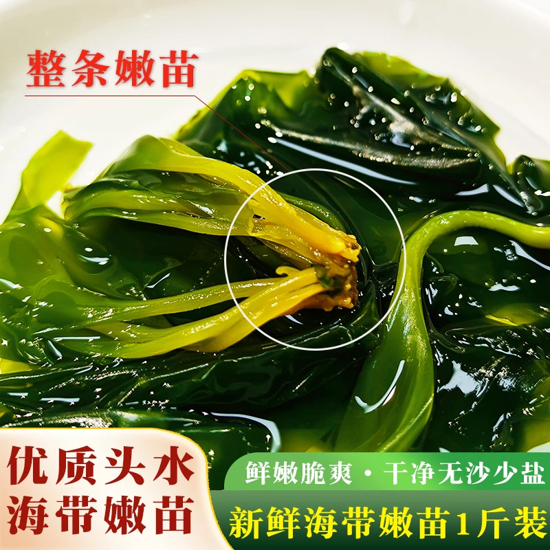 新鲜海带苗独立包装整条海带芽非干货少盐嫩苗新鲜麻辣烫火锅食材