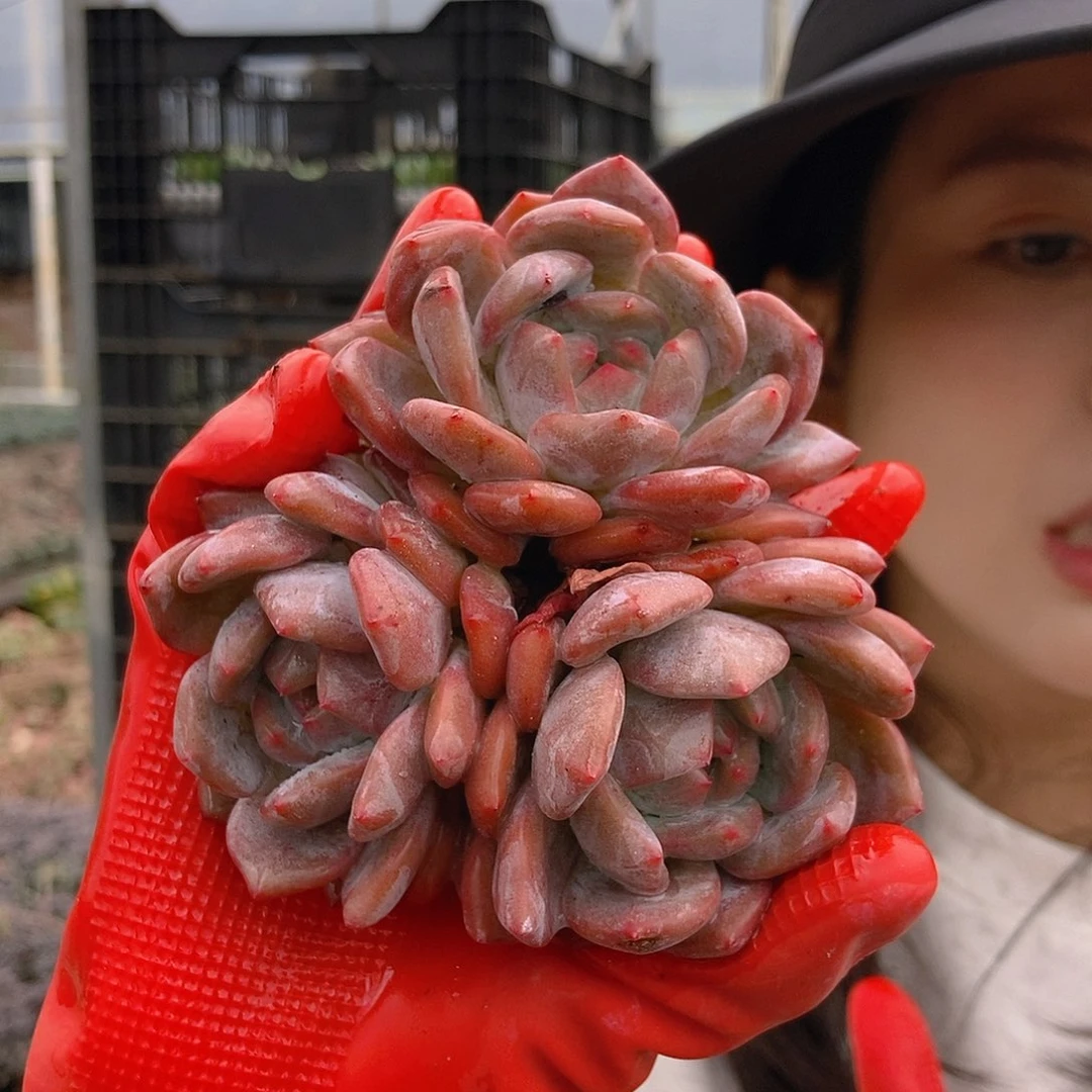 星影三头白盆随机福利