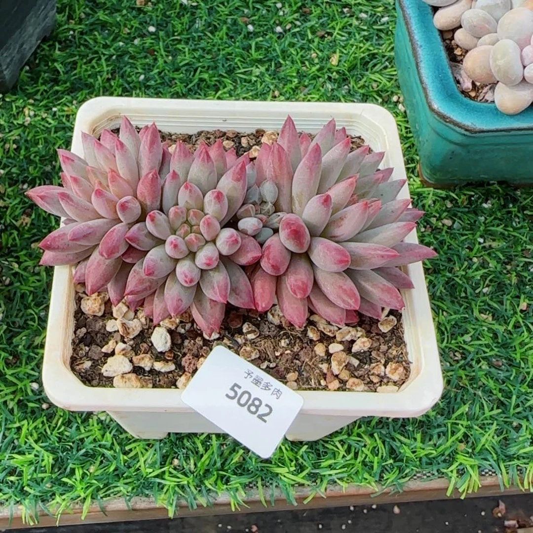 虞美人，5082多肉植物