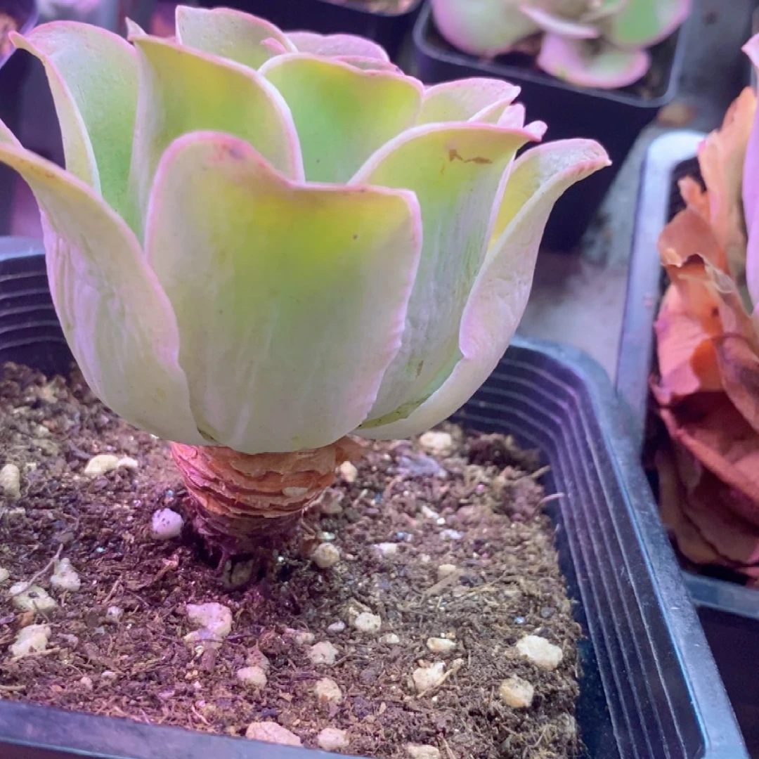 山地玫瑰下播福利007qq老桩粉色爆仔