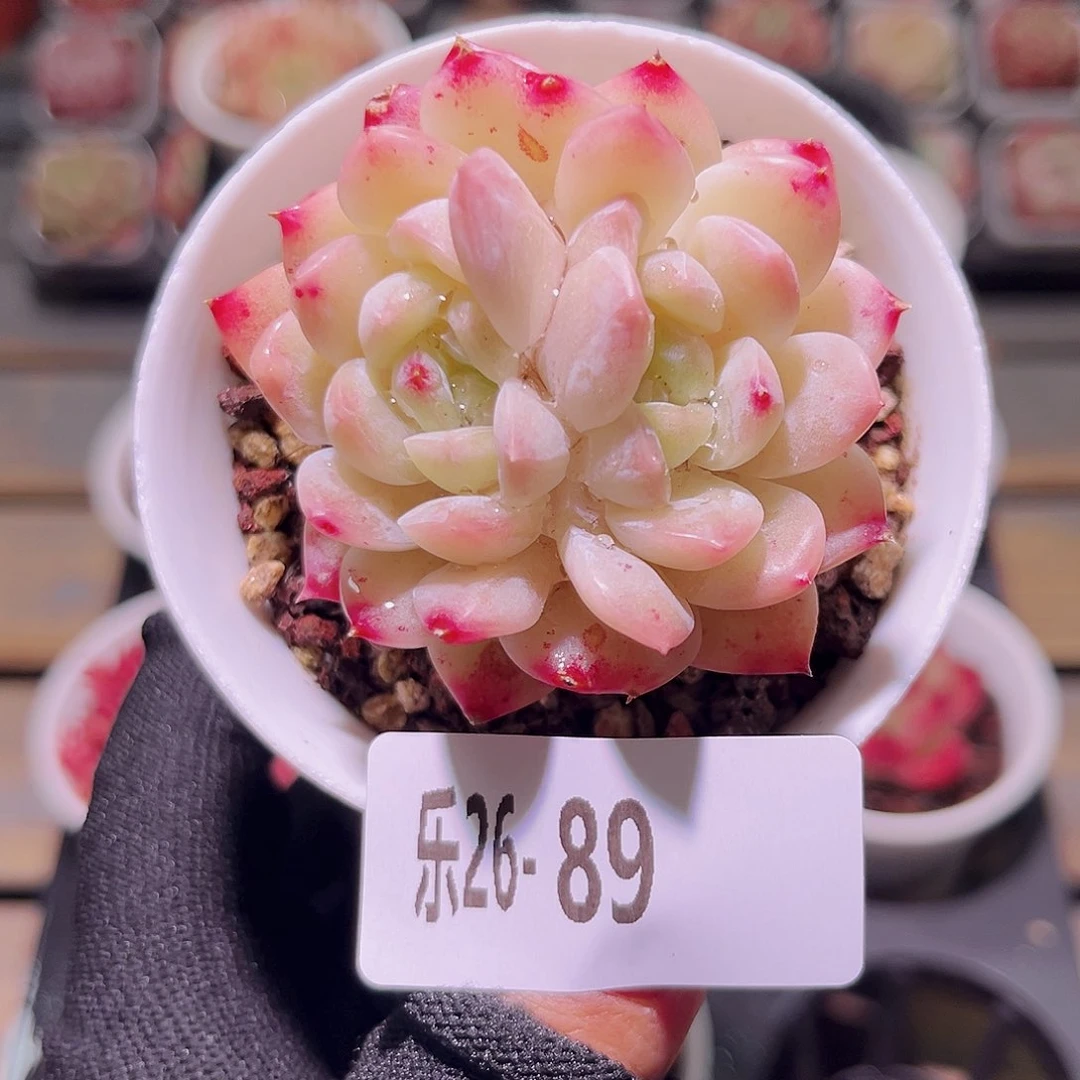 乐然26-89 明月心